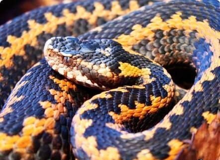 dyneema viper